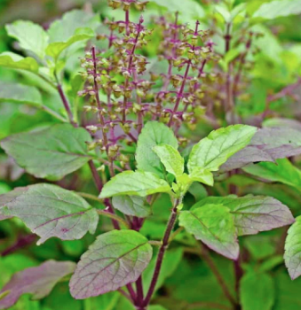sistatiko-holy-thai-basil