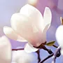 systatiko-magnolia systatiko-magnolia